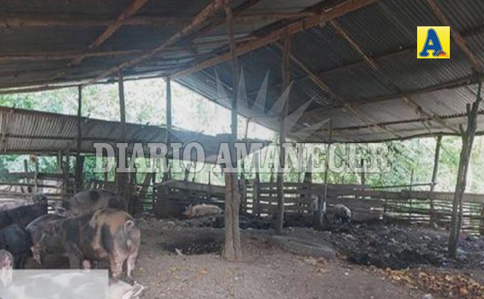 Notifican por condiciones insalubres a granja de cerdos