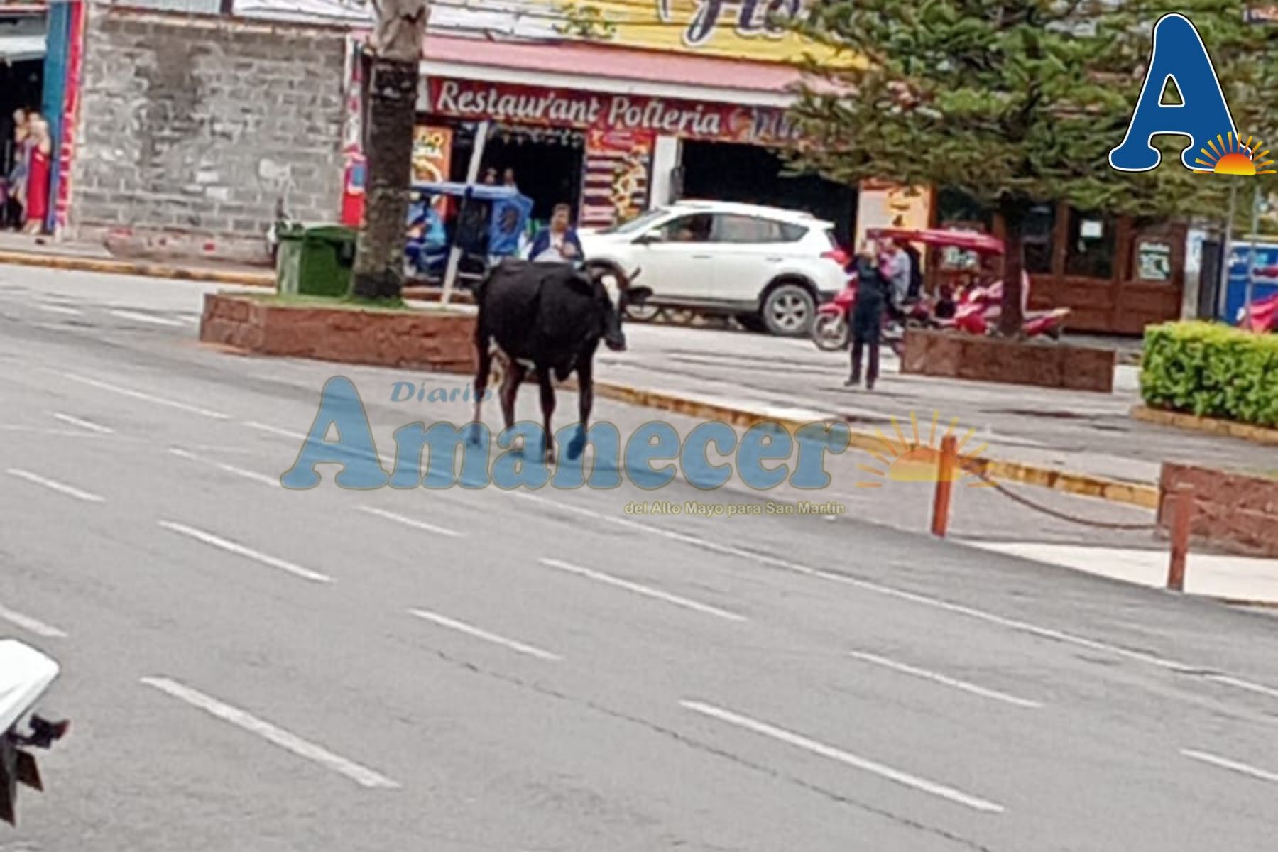 VACA SUELTA GENERA ALARMA
