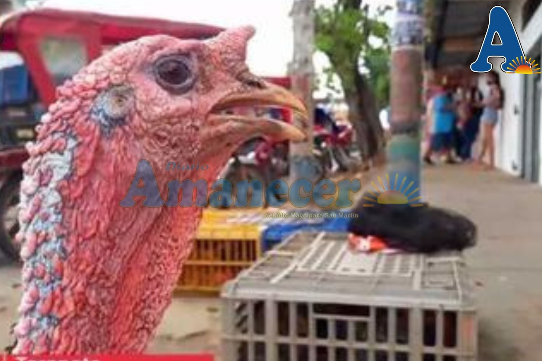 PAVOS Y GALLINAS SE ELEVAN POR LAS NUBES