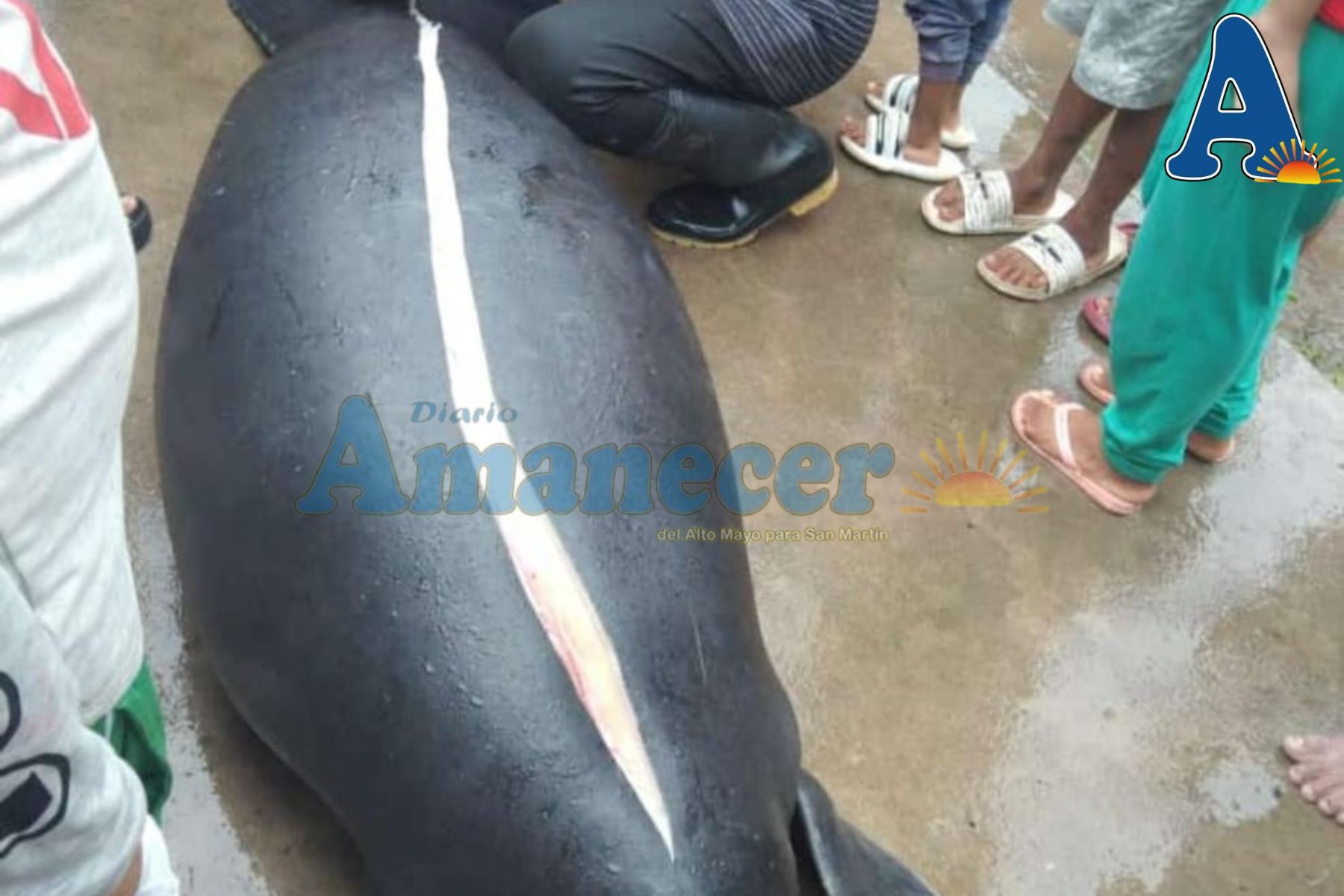 VECINOS PESCAN UNA “VACA MARINA” EN RÍO DE PAPAPLAYA
