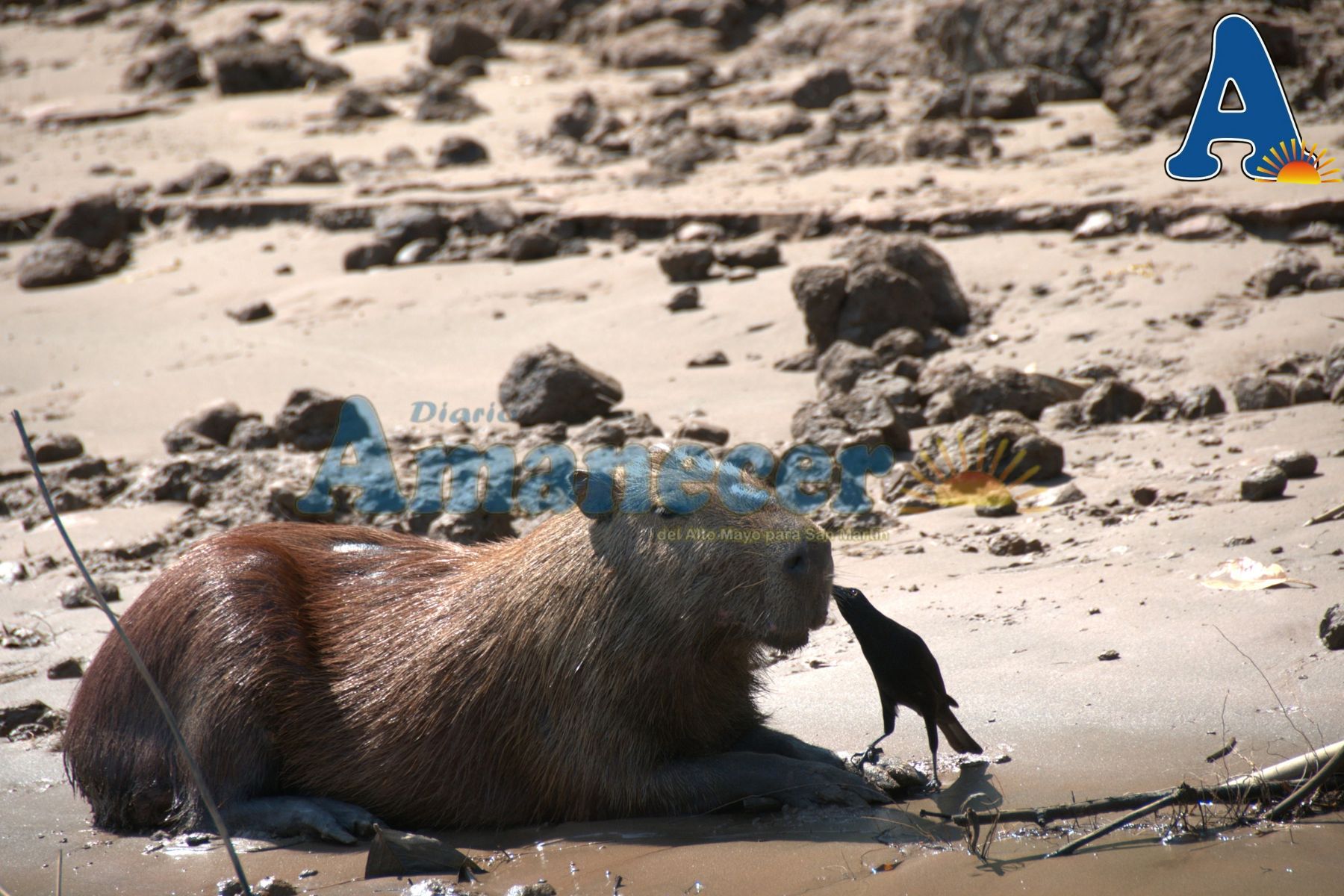 CAPIBARA ESTÁ PRESENTE EN ÁREAS NATURALES PROTEGIDAS